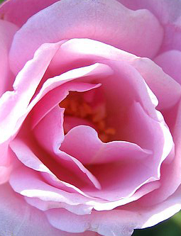 Tantra-Seminar HerzRaum